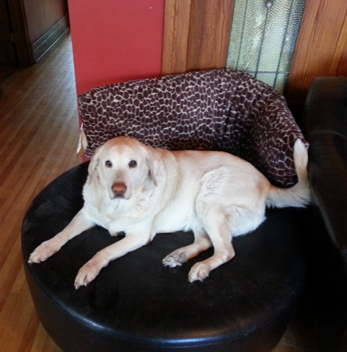 Animal Clinic of Green River