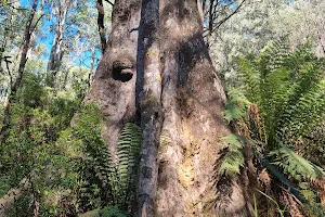 Kalatha Giant Tree Walk image