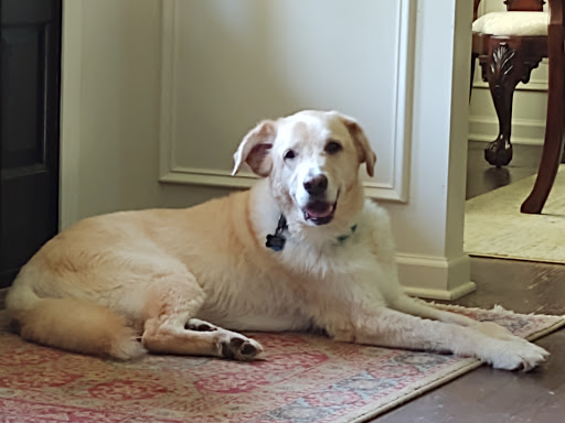 Pet Supply Store «PetSmart», reviews and photos, 3335 Cobb Pkwy NW #400, Acworth, GA 30101, USA