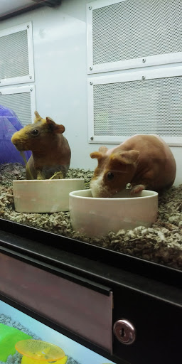 Pet Supply Store «Petco Animal Supplies», reviews and photos, 6672 Lonetree Blvd, Rocklin, CA 95765, USA