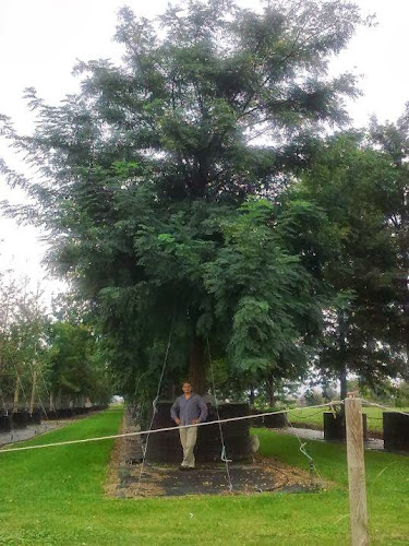 MÁRIUSZKERT (Tira Marius) - Balatonalmádi
