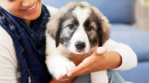 Animal Clinic of Rapid City image