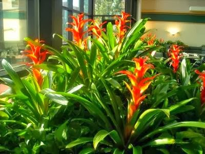 Tropical Plant Concepts Inc