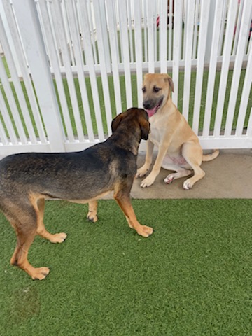 St. Marks Dog Resort image