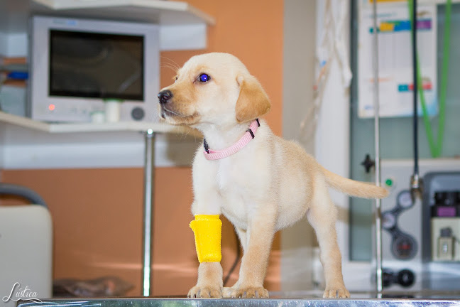 Értékelések erről a helyről: Pet Friend - Móri Állatorvosi Rendelő, Mór - Állatorvos