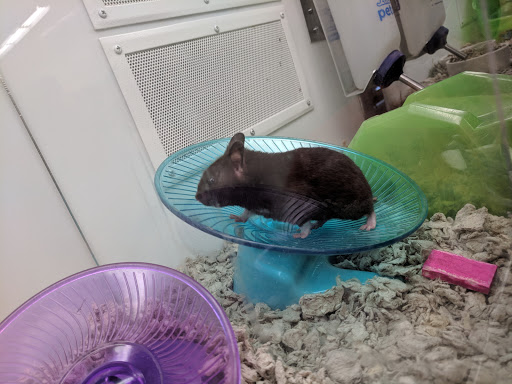 Pet Supply Store «Petco Animal Supplies», reviews and photos, 3264 Buford Dr NE #110, Buford, GA 30519, USA