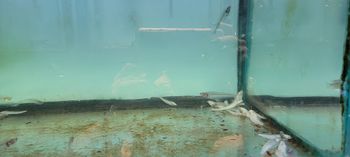 Aquarium «Beltway Aquarium», reviews and photos, 3306 Crain Hwy, Waldorf, MD 20603, USA