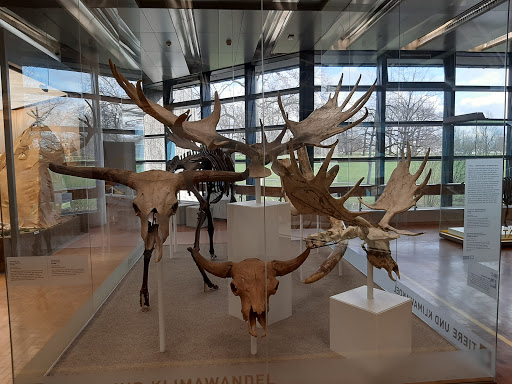 Naturkundemuseum Stuttgart, Museum am Löwentor