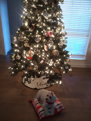 Pet Store «Oak Clips Pet Boutique & Grooming», reviews and photos, 502 N Edgefield Ave, Dallas, TX 75208, USA