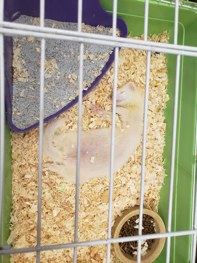 Pet Supply Store «Whiteway Pet Shop», reviews and photos, 950 Elizabeth Ave, Elizabeth, NJ 07201, USA