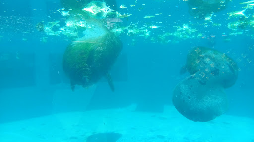 Aquarium «Miami Seaquarium», reviews and photos, 4400 Rickenbacker Causeway, Key Biscayne, FL 33149, USA