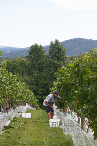 Winery «Glass House Winery», reviews and photos, 5898 Free Union Rd, Free Union, VA 22940, USA