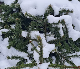 Rosengarten photo