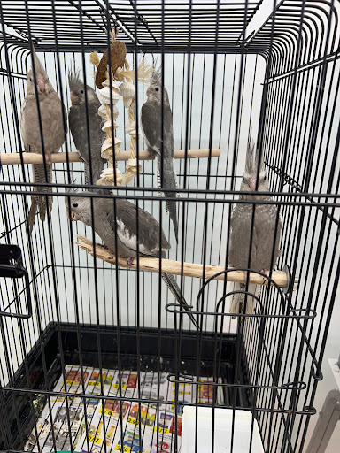 Pet Store «Adventure Birds of Bon Aqua», reviews and photos, 9600 TN-46, Bon Aqua, TN 37025, USA