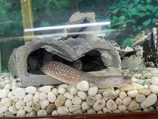 Pet Supply Store «Pet Zone Tropical Fish», reviews and photos, 4266 University Ave, San Diego, CA 92105, USA