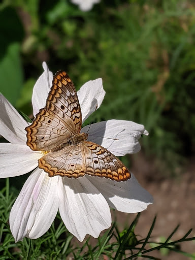 Tourist Attraction «Peck Butterfly House», reviews and photos, 4038 Kaneville Rd, Geneva, IL 60134, USA