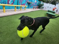 Pet's Best Friend of Tampa Bay, Inc. - Car repair in Clearwater, FL, Tampa - Rated 5.0/5