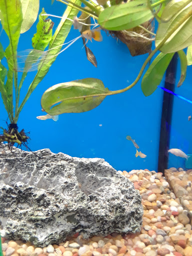 Pet Supply Store «Pet Supplies Plus», reviews and photos, 1500 E Court St Suite 720, Seguin, TX 78155, USA