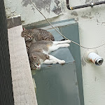 Photo n°9 de l'avis de Bri. fait le 20/06/2023 à 18:38 sur le  Magia del Turano à Posticciola