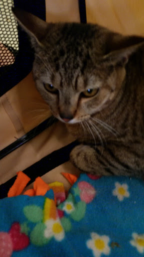 Pet Supply Store «Central Dawgma & The Dawg Wash», reviews and photos, 1337 Pennsylvania Ave, Hagerstown, MD 21742, USA