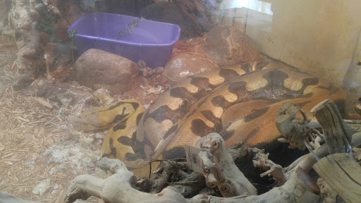 Pet Store «Pets Plus-Reptiles & Exotic», reviews and photos, 421 West Ave, Lockport, NY 14094, USA