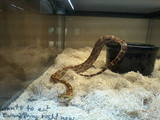 Pet Store «Lost Realms Pets», reviews and photos, 8059 N Cedar Ave, Fresno, CA 93720, USA