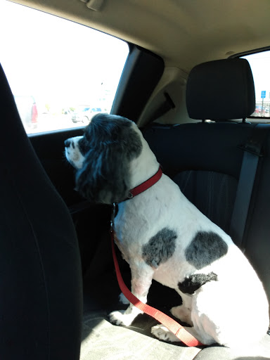 Pet Supply Store «Petco Animal Supplies», reviews and photos, 6596 Youree Dr, Shreveport, LA 71105, USA