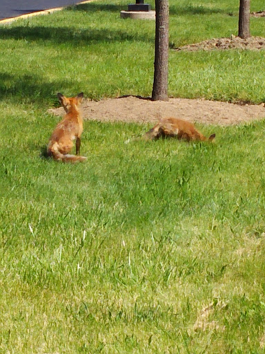 Performing Arts Theater «Stranahan Theater & Great Hall», reviews and photos, 4645 Heatherdowns Blvd, Toledo, OH 43614, USA