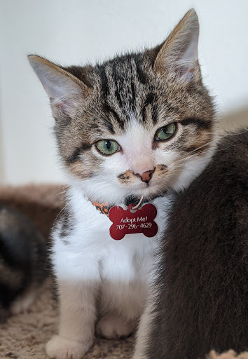 Thrift Store «Companion Animal Foundation», reviews and photos, 88 Sunnybrae Center, Arcata, CA 95521, USA