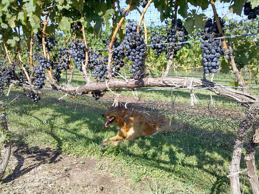 Vineyard «Stone Pillar Vineyard & Winery», reviews and photos, 11000 S Woodland St, Olathe, KS 66061, USA