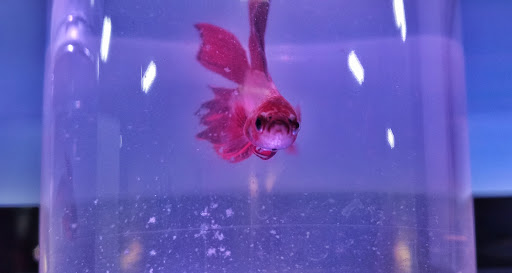 Pet Supply Store «Pet Supplies Plus», reviews and photos, 1094 N Wisner St, Jackson, MI 49202, USA