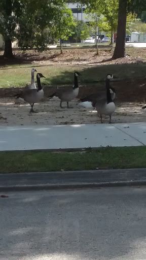 Coffee Shop «Starbucks», reviews and photos, 206 Lake Dr, Covington, LA 70433, USA