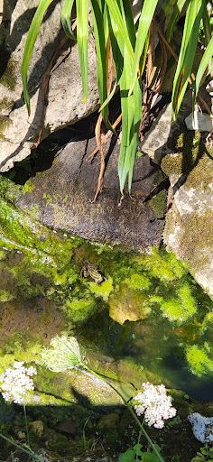 Pie Shop «Stockholm Pie and General Store», reviews and photos, N2030 Spring St, Stockholm, WI 54769, USA