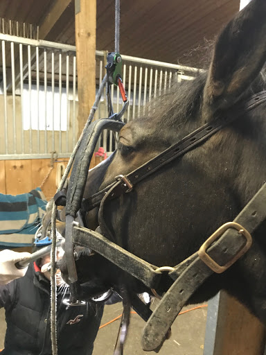 Tierarzt Dr. med. vet. Rouven Seeberger unter Zaisenhausen, Baden Württemberg