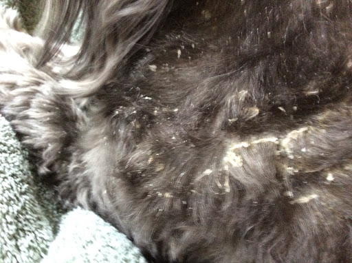 Pet Supply Store «Anderson Township Family Pet Center», reviews and photos, 6666 Clough Pike, Cincinnati, OH 45244, USA