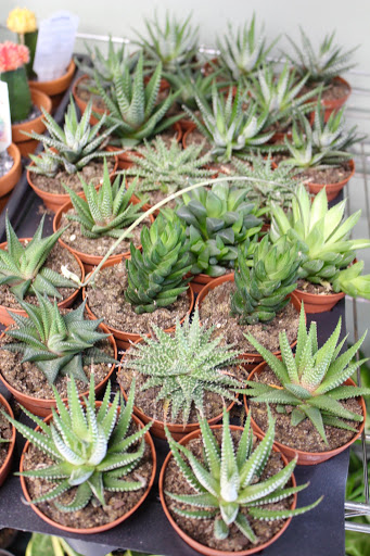 Florist «Central Square Florist», reviews and photos, 653 Massachusetts Ave, Cambridge, MA 02139, USA