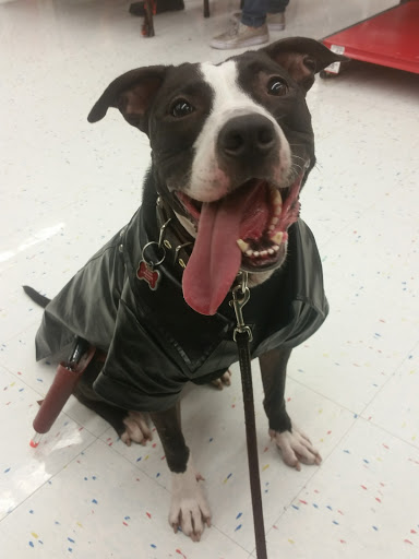 Pet Supply Store «Petco Animal Supplies», reviews and photos, 5239 Harvey St, Norton Shores, MI 49444, USA