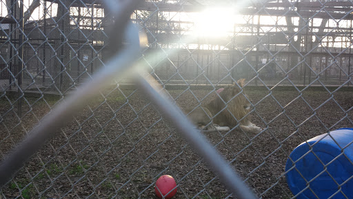 Wildlife Rescue Service «In-Sync Exotics», reviews and photos, 3430 Skyview Dr, Wylie, TX 75098, USA