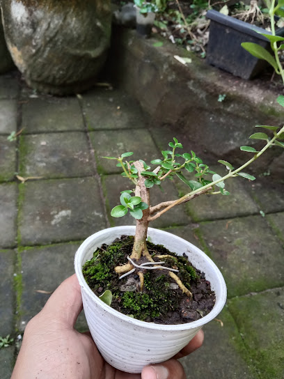 Daksina bonsai timur
