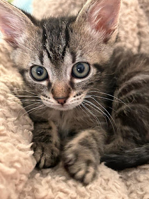 Les ti'chats à Champlan