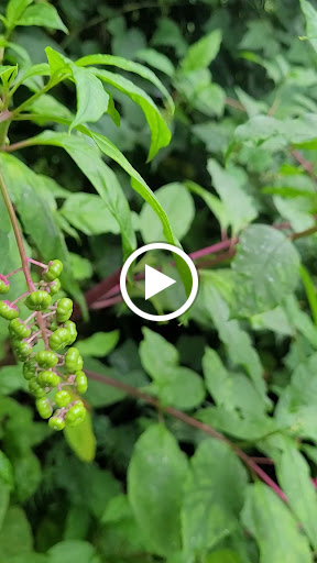 Fortress «Battery Weed», reviews and photos, N Weed Rd, Staten Island, NY 10305, USA