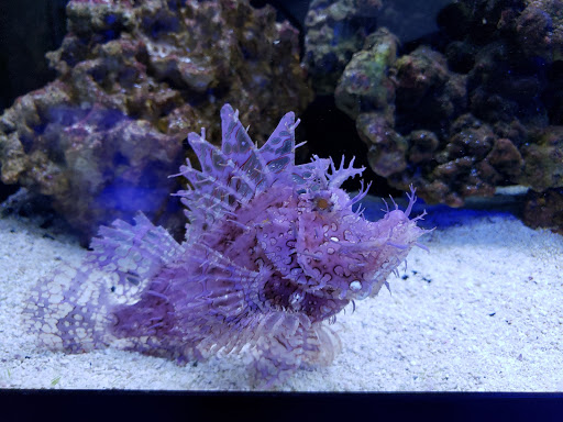 Pet Store «Pets Plus-Reptiles & Exotic», reviews and photos, 421 West Ave, Lockport, NY 14094, USA