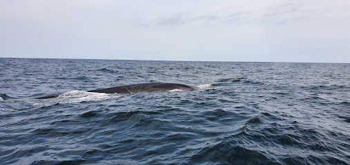 Pleasant Bay Whale Watching