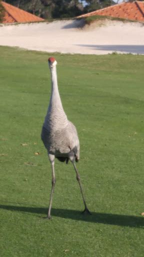 Golf Course «Deer Island Country Club», reviews and photos, 18000 Eagles Club House Way, Tavares, FL 32778, USA