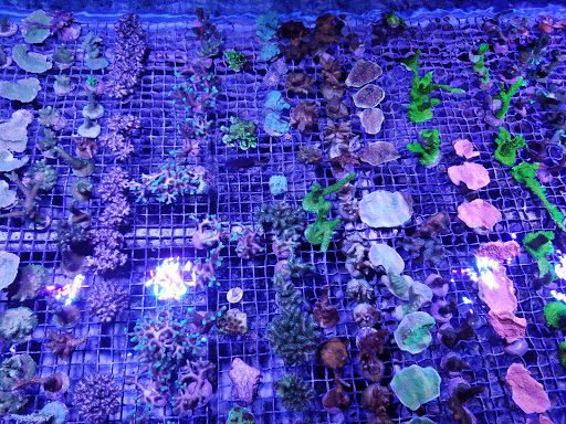 Aquarium «Reef Systems Coral Farm Inc», reviews and photos, 8459 Peter Hoover Rd, New Albany, OH 43054, USA