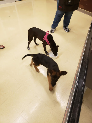 Pet Supply Store «Petco Animal Supplies», reviews and photos, 2435 N Hwy 67, Florissant, MO 63033, USA