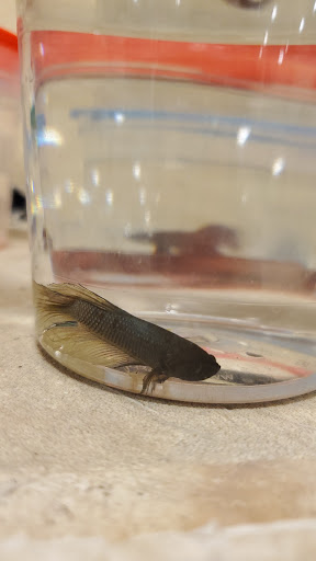 Pet Supply Store «PetSmart», reviews and photos, 1040 Cross Creek Dr, Saltillo, MS 38866, USA