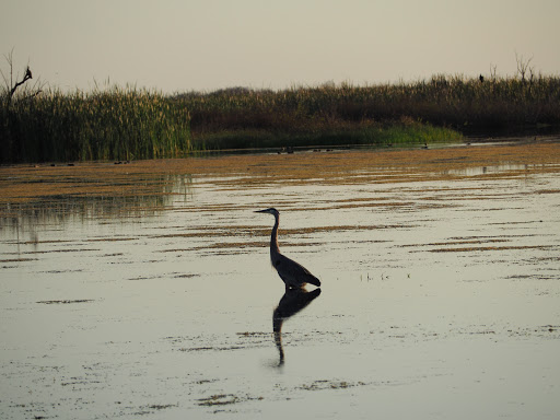 Nature Preserve «Lake Apopka Wildlife Drive», reviews and photos, 2803 Lust Rd, Apopka, FL 32703, USA