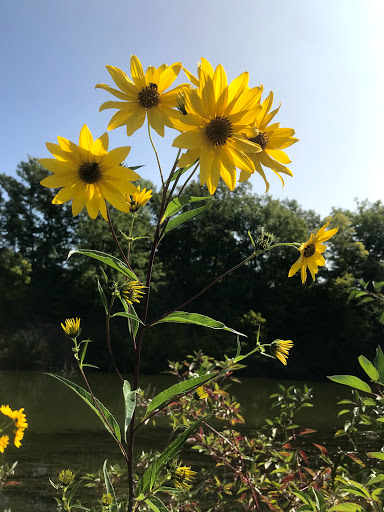 Park «North Hydro Park», reviews and photos, 2599 Bridge Rd, Ypsilanti, MI 48198, USA