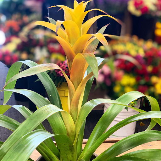 Florist «Imperial Flowers», reviews and photos, 393 Waller Ave #17, Lexington, KY 40504, USA